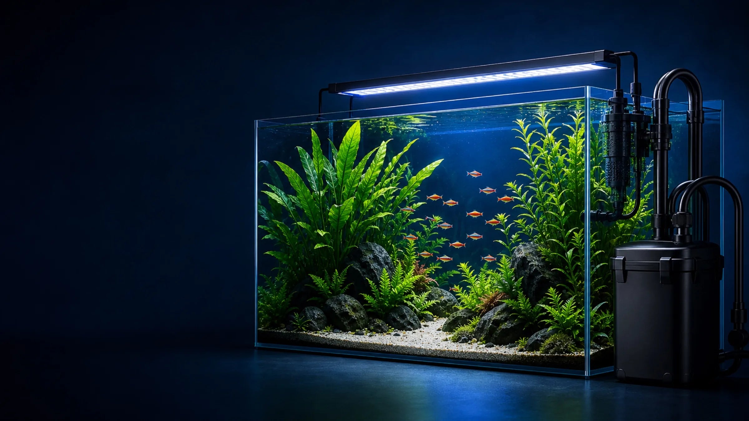Planted aquarium with premium filtration equipment